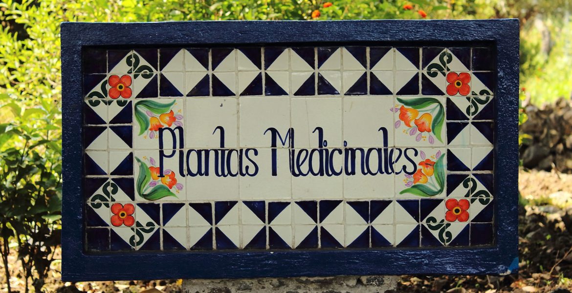 plantas medicinales