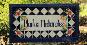 plantas medicinales