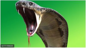 efecto cobra gettimages