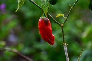 Fruto del capsicum. Aji