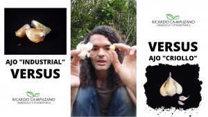 ajo agroindustrial vs ajo criollo organico