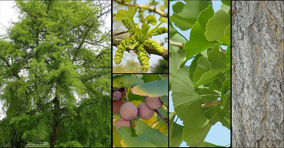 ginkgo biloba